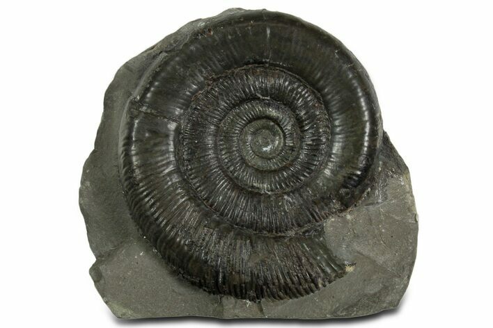 Jurassic Ammonite (Dactylioceras) Fossil - England #351166